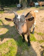 Lief dwerggeiten lammetje, Dieren en Toebehoren, Schapen, Geiten en Varkens, Mannelijk, Geit, 0 tot 2 jaar
