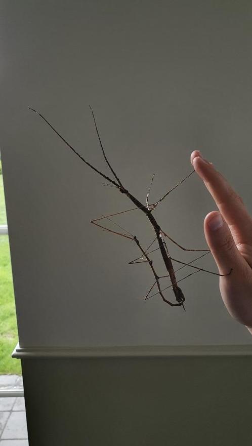 Verschillende soorten wandelende takken, Dieren en Toebehoren, Insecten en Spinnen, Wandelende tak