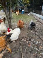 Cochin kriel haantjes, Dieren en Toebehoren, Pluimvee