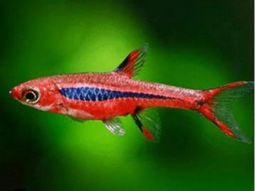 Boraras Brigittae  Muskiet Rasbora  Nakweek Dwerg Nano beschikbaar voor biedingen
