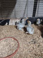 Cochin kriel parelgrijs haan, Dieren en Toebehoren, Pluimvee