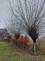 Wilgentakken, Tuin en Terras, Ophalen of Verzenden