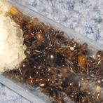 Messor barbarus redhead 1q 300-400w | mier ant mierenkolonie, Dieren en Toebehoren, Insecten en Spinnen, Mieren