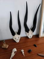 Taxidermie antilope schedel, Verzamelen, Dierenverzamelingen, Ophalen of Verzenden, Gebruikt, Schedel