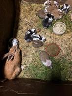 Mengeling van vlaamse reus en gewoon konijn, Dieren en Toebehoren, Konijnen, Meerdere dieren, Groot, 0 tot 2 jaar