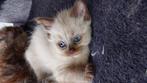 Ragdoll kittens met stamboom, Dieren en Toebehoren, Katten en Kittens | Raskatten | Langhaar, Meerdere dieren, 0 tot 2 jaar, Gechipt
