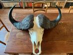 Schedel, buffel, gewei, hoorn, taxidermie, opgezette, jacht, Ophalen