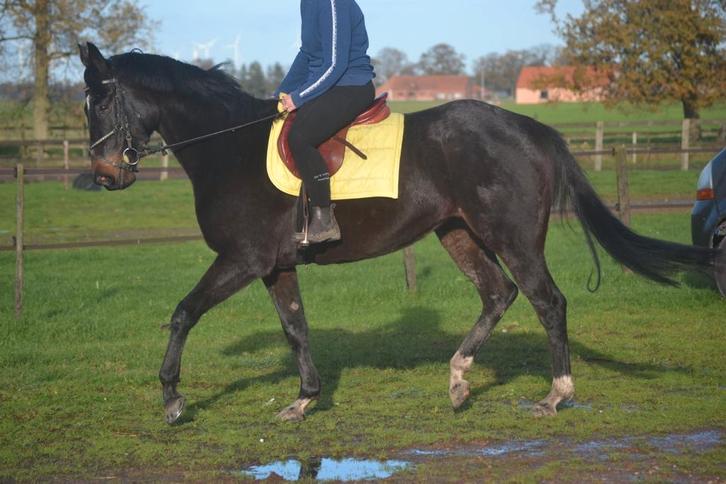 Leuke paarden alleen deze week scherp geprijsd, Dieren en Toebehoren, Paarden, Merrie