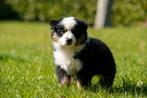 Prachtige MAS pups (mini aussie), Dieren en Toebehoren, België, Overige rassen, 8 tot 15 weken, CDV (hondenziekte)