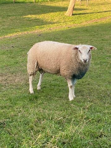 Swifter ram disponible aux enchères