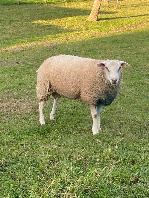 Swifter ram, Dieren en Toebehoren, Schapen, Geiten en Varkens, Schaap, Mannelijk, 0 tot 2 jaar