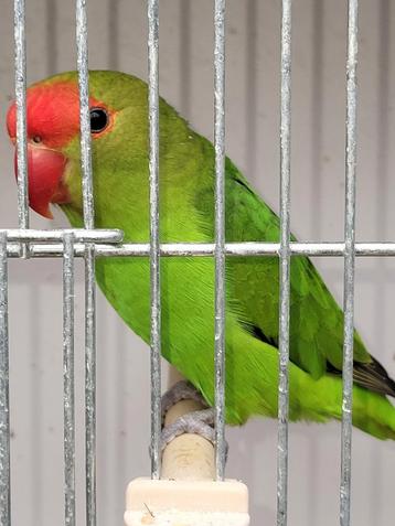 Agapornisch taranta misty EF  beschikbaar voor biedingen