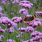 16x verbena bonariensis   ,  vlinderplant in pot, Tuin en Terras, Planten | Tuinplanten, Vaste plant, Ophalen