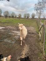 4 alpaca’s, drie varkens, volledige afsluiting + kotten, Dieren en Toebehoren, Schapen, Geiten en Varkens