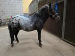 Shetlander appaloosa hengst 2 jaar, Dieren en Toebehoren, Pony's, Hengst