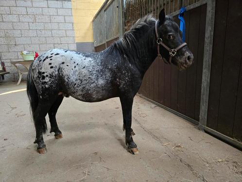 Shetlander appaloosa hengst 2 jaar, Dieren en Toebehoren, Pony's, Hengst