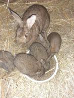 steenkonijnen, Dieren en Toebehoren, Konijnen, Meerdere dieren, Middelgroot