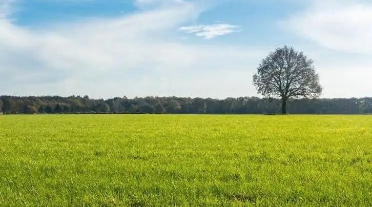 Grasland gezocht, Zakelijke goederen, Landbouw | Onroerend goed, Ophalen