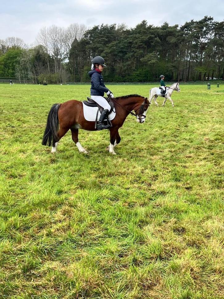 A Pony all round  met koets ervaring, Dieren en Toebehoren, Pony's, Ruin, B, A pony (tot 1.17m), 11 jaar of ouder