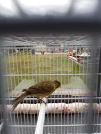 Kanarie, Animaux & Accessoires, Oiseaux | Canaris