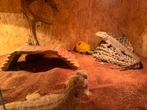 Baardagaam reptiel terarium, Dieren en Toebehoren, Reptielen en Amfibieën, Overige soorten, Met terrarium, 3 tot 6 jaar
