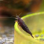 Chocolate Garnalen – Neocaridina, Kreeft, Krab of Garnaal, Zoetwatervis, Schoolvis