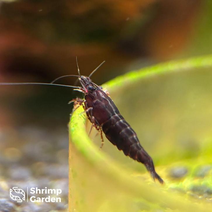 Chocolate Garnalen – Neocaridina, Animaux & Accessoires, Poissons | Poissons d'aquarium, Poisson d'eau douce, Homard, Crabe ou Crevette