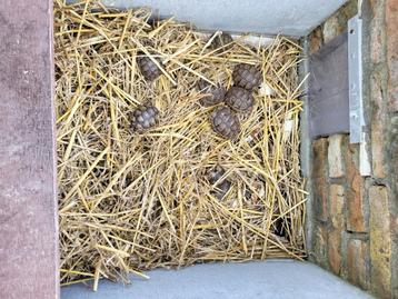 Breedrandschildpadden beschikbaar voor biedingen