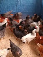 Pluimvee te 1760 Roosdaal VRIJ/ZA/ZONDAG open van 9 tot 19u, Dieren en Toebehoren, Pluimvee, Vrouwelijk, Kip