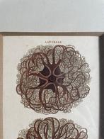 Gravure J. Chapmann 1796 Asterias The caput Medusae, Antiquités & Art, Art | Eaux-fortes & Gravures, Enlèvement ou Envoi