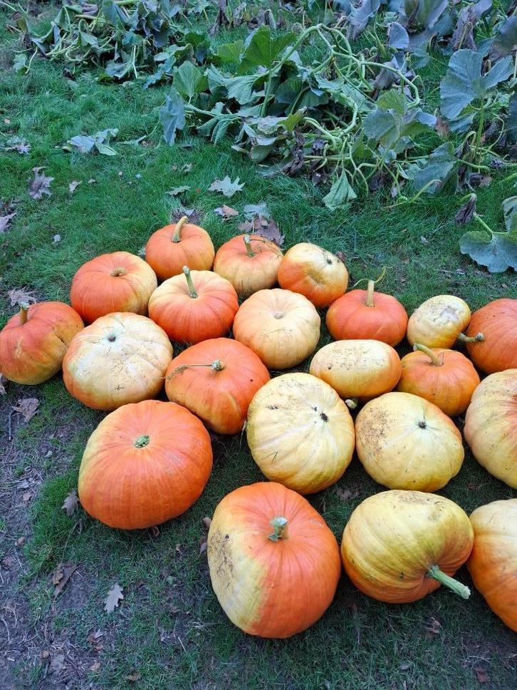 pompoenen oranje en gele, Tuin en Terras, Planten | Tuinplanten, Ophalen
