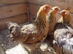 kippen : Brahma en Cochin groothoen, Kip