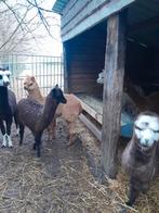 Prachtige alpaca veulens merrie's en hengstjes, Juin, Plusieurs animaux