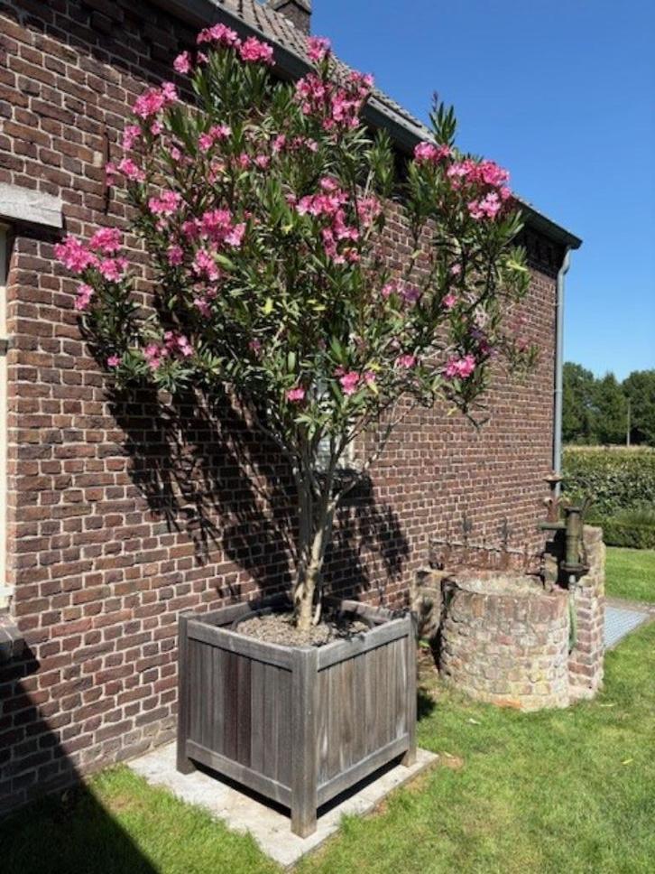oleander boom, Tuin en Terras, Planten | Tuinplanten, Ophalen