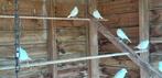 Jonge witte kanaries, Dieren en Toebehoren, Vogels | Overige Vogels