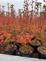 Enkianthus campanulatus. Struik, bladverliezend.