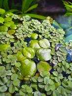 Salvinia en/of kikkerbeet (limnobium) te koop 3€ per soort, Dieren en Toebehoren, Ophalen, Plant(en), Steen of Hout