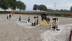 Stalhulp/bijrijder gezocht regio maasmechelen, Dieren en Toebehoren