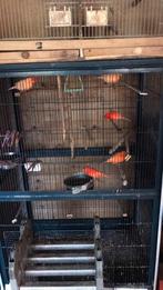 Roden  Karinies te koop geringt 2025   Alleen. Koppels of ma, Dieren en Toebehoren, Vogels | Kanaries, Meerdere dieren