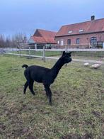 Zwarte alpaca dekhengst !, Dieren en Toebehoren, Overige Dieren, Mannelijk