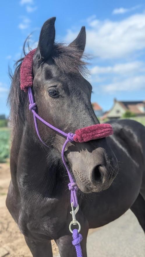 Poulain Frison, Dieren en Toebehoren, Paarden, L