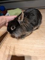 Lief kleinblijvend Leeuwenkopje, Dieren en Toebehoren, Knaagdieren, Januari, Vrouwelijk, Overige typen