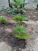 3 WINTERHARDE PALMBOOMPJES, Jardin & Terrasse, Plantes | Arbres, Enlèvement, Palmier