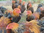 Jonge opgroeiende haantjes Brahma goudpatrijs, Mâle, Poule ou poulet