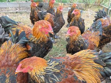 Jonge opgroeiende haantjes Brahma goudpatrijs beschikbaar voor biedingen