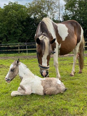Welsh veulen, 1 jaar, merrie, c-d pony in wording beschikbaar voor biedingen