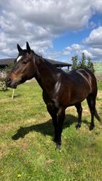 Quarter horse - gelding - 6 years, Animaux & Accessoires, Débourré, Vermifugé, Moins de 160 cm, 3 à 6 ans