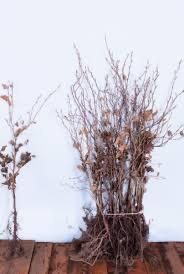 Haagbeuk / Carpinus betulus blote wortel beschikbaar voor biedingen