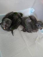 2 edelpapegaaien (baby/jong), Dieren en Toebehoren, Mannelijk, Papegaai, Geringd