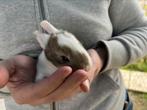 Konijnen te koop, Dieren en Toebehoren, Konijnen